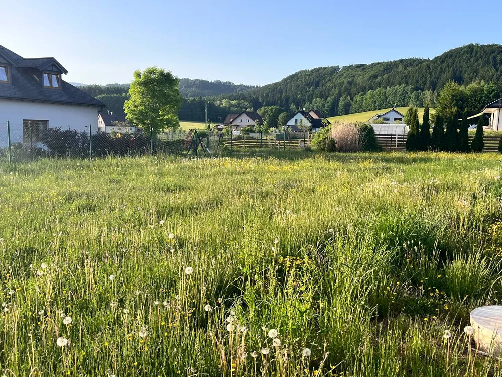 Před – Hrubé sekání přerostlé zahrady