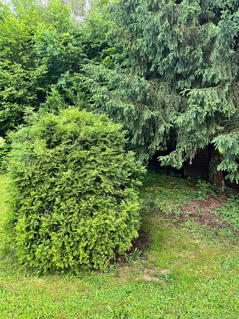 Před – Střih a tvarování jehličnatého keře