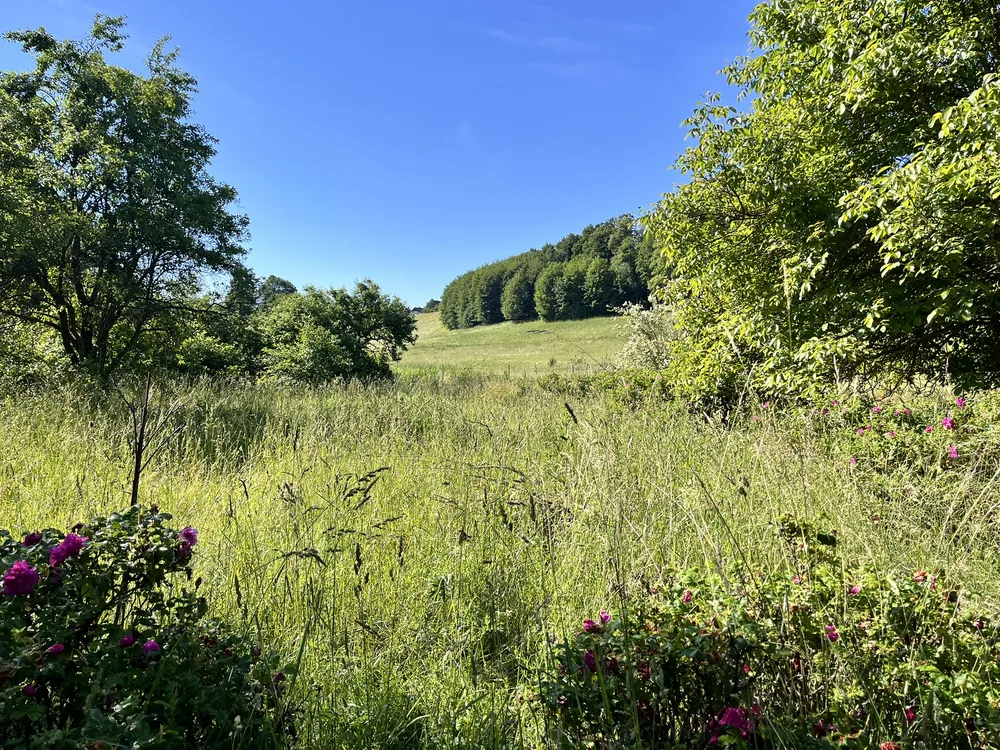 Před – Expresní obnova přerostlého pozemku 2 000 m²