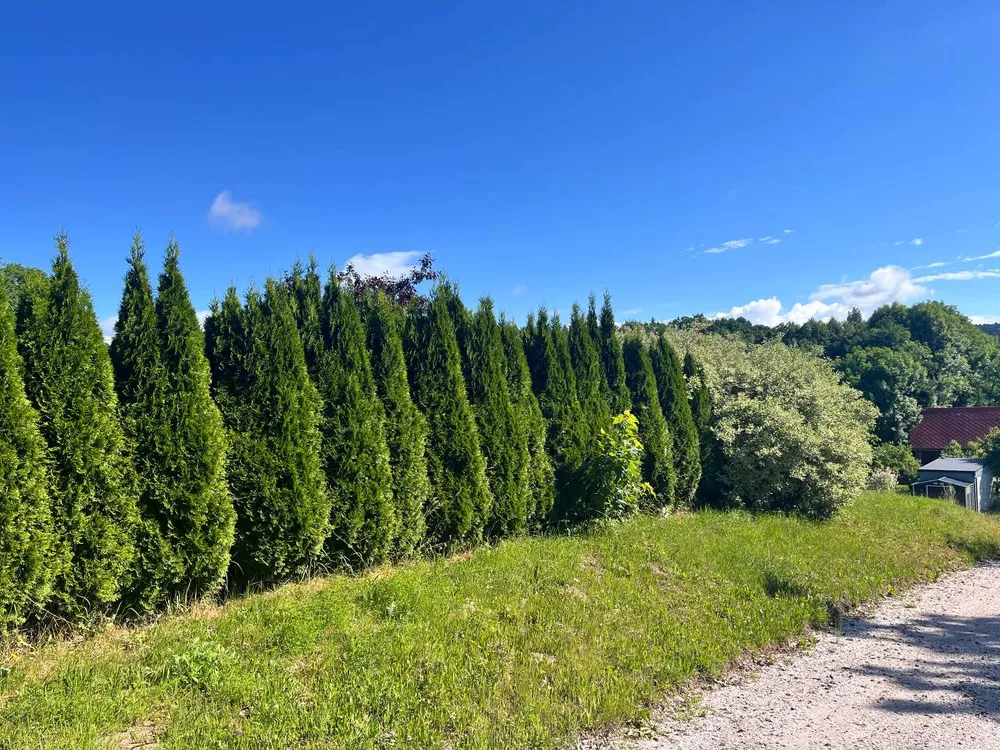 Před – Střih a vyčištění tújové stěny